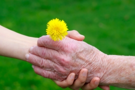 senior-and-young-hands-holding-a-yellow-dandelion-SBI-317477603