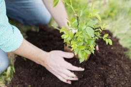 close-up-of-young-mans-hands-planting-small-tree-in-his-backyard-garden-SBI-305112392